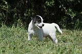 PARSON RUSSEL TERRIER 136